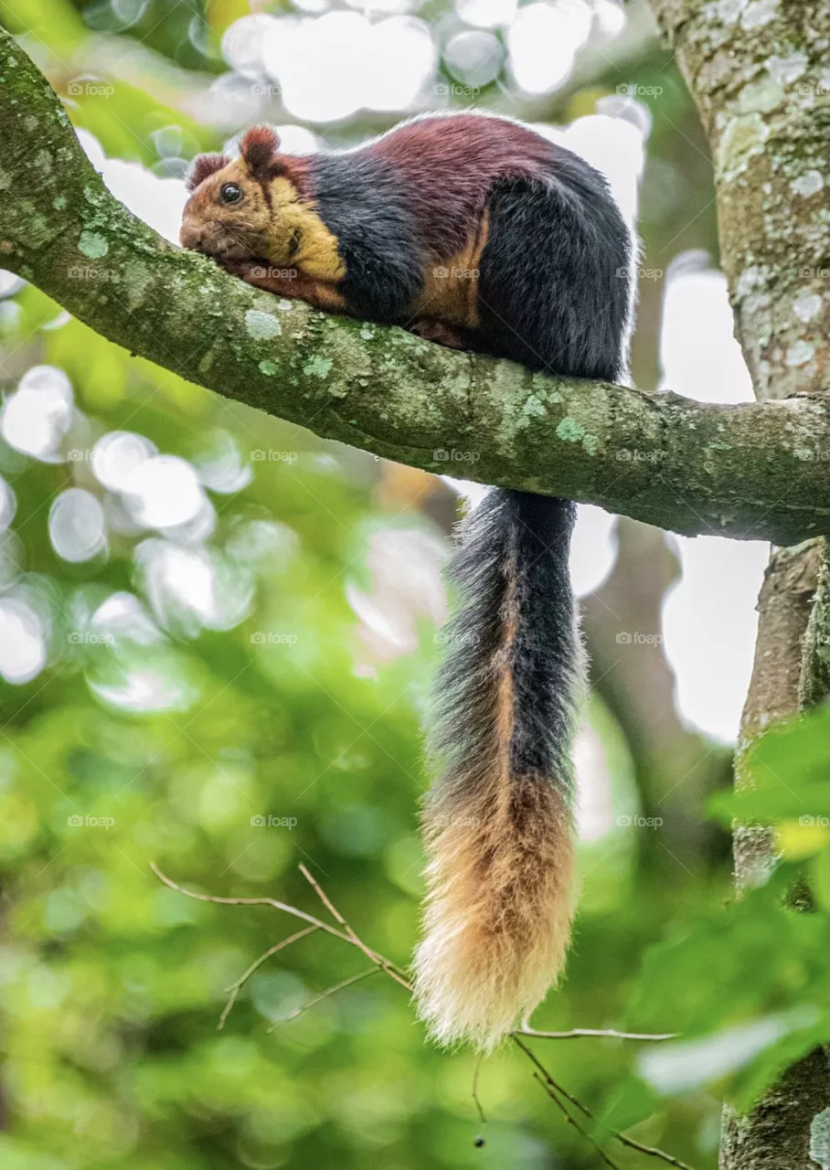 Beauty Squirrel 
