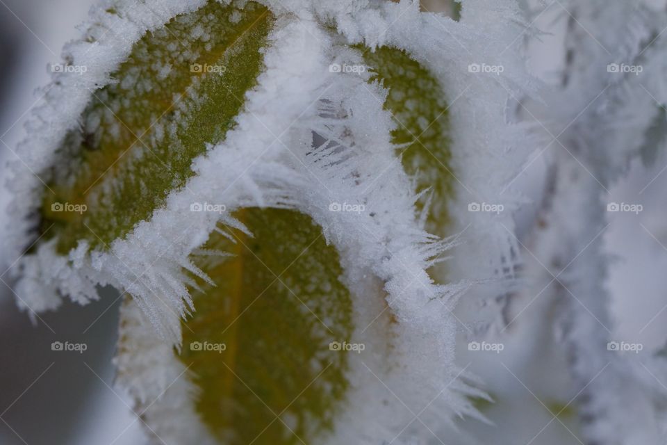 Close-up of frozen on leaves