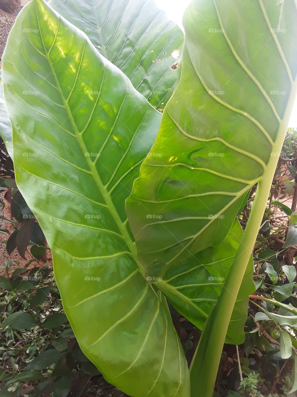 It's a summer plant that could be put on the plantpot.