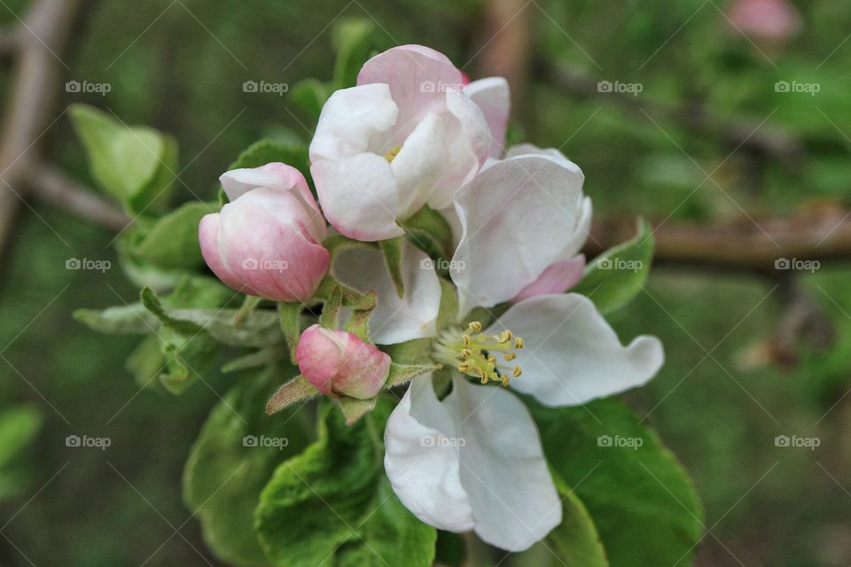 Apple blossoms