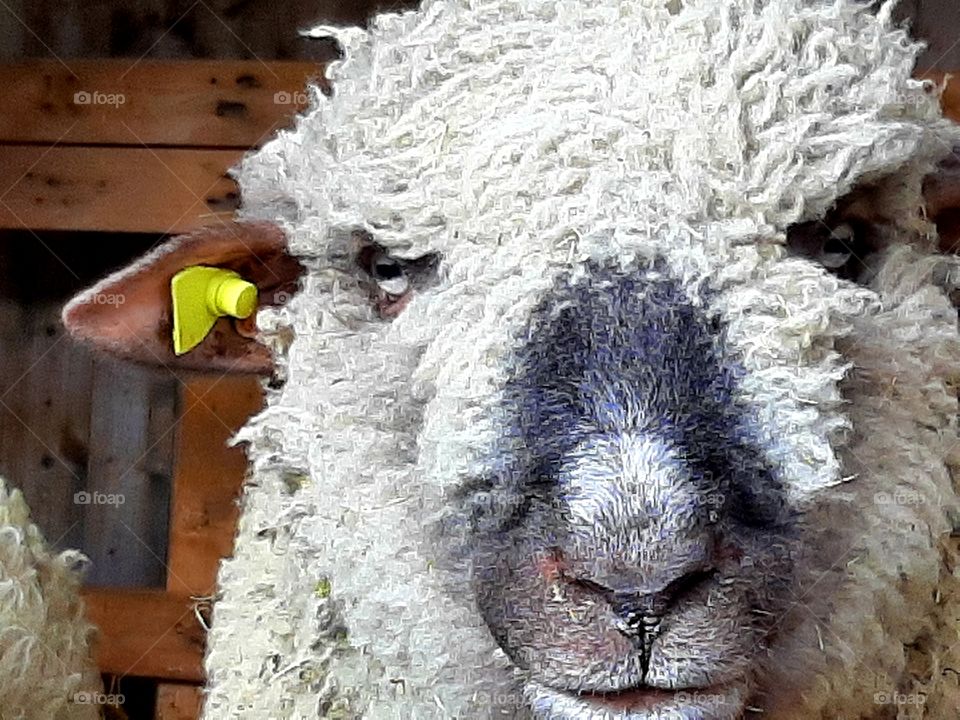 Schaf, Kopf, Schnauze