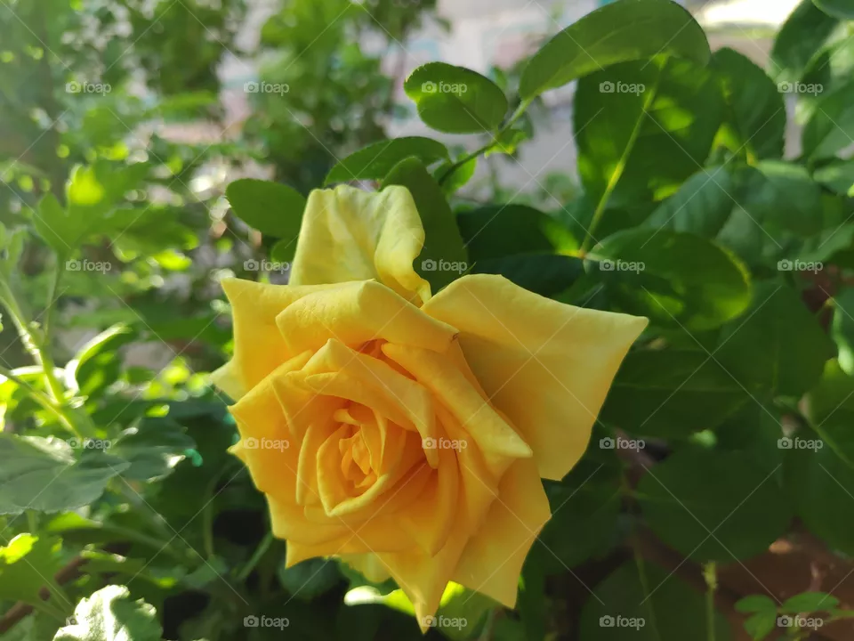 a image of beautiful flower