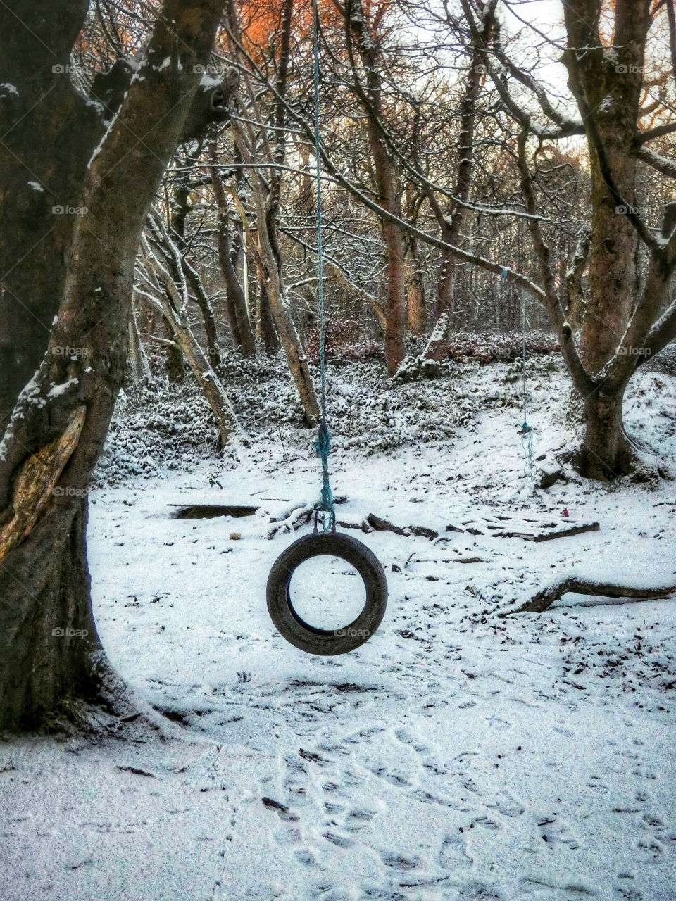 Tire swing in the glen