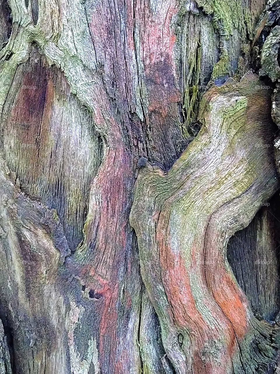 цветной ствол дерева