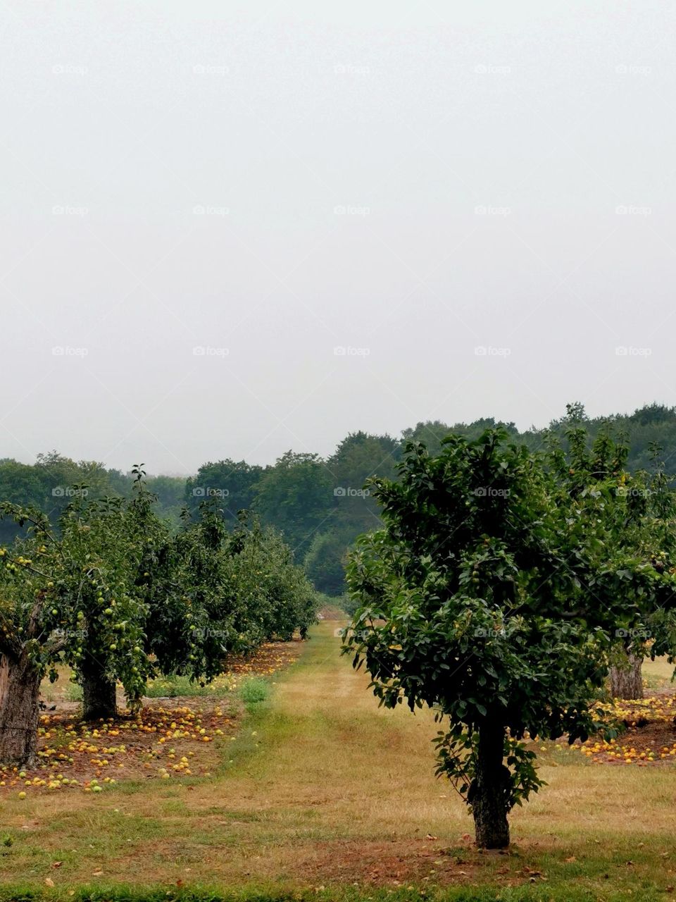 Apple orchard