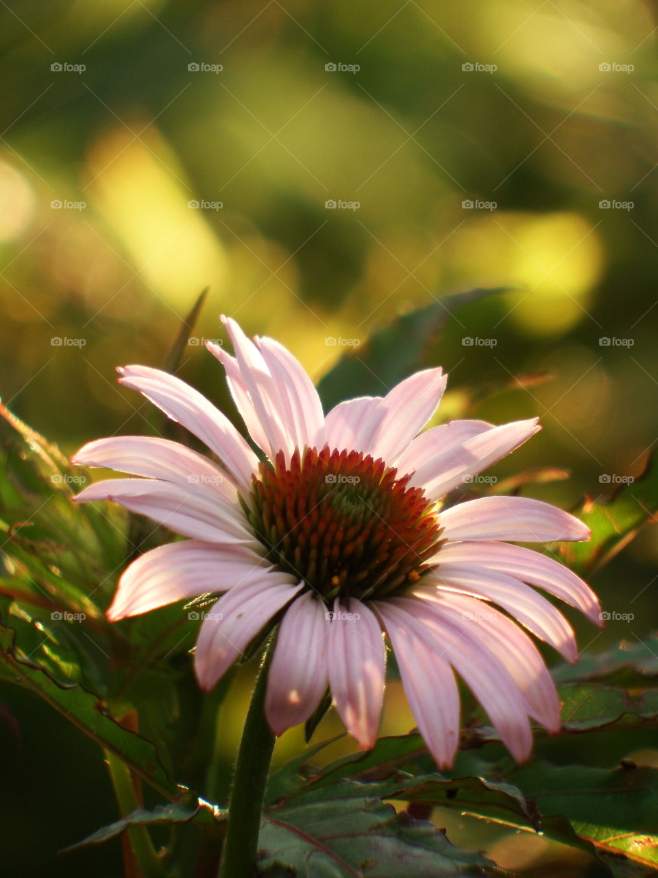 Lone flower in the grass with a green background