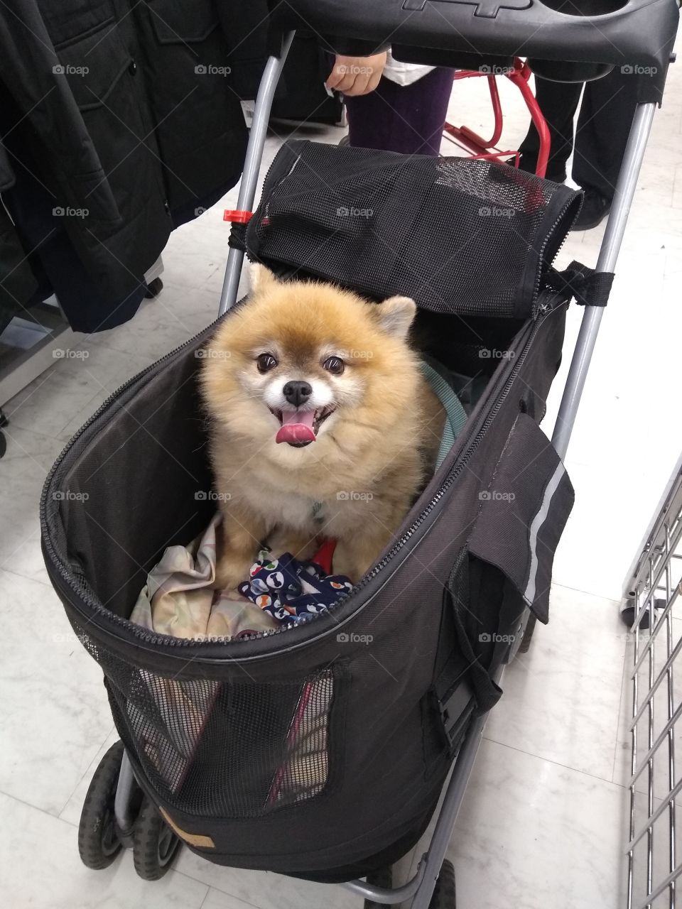 Cute Dog Going Shopping