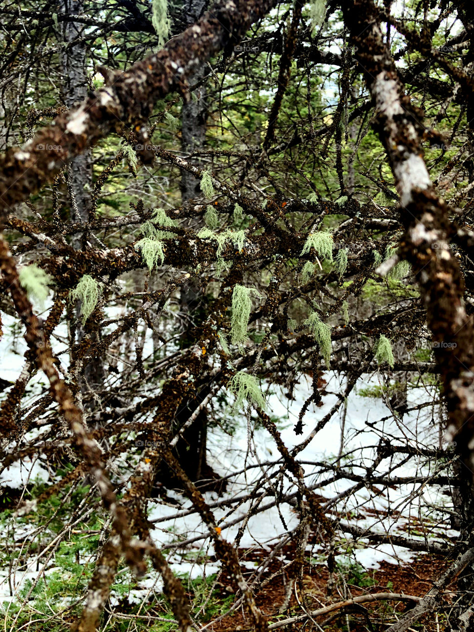 Goat Beard Moss at Bear Lake Colorado 