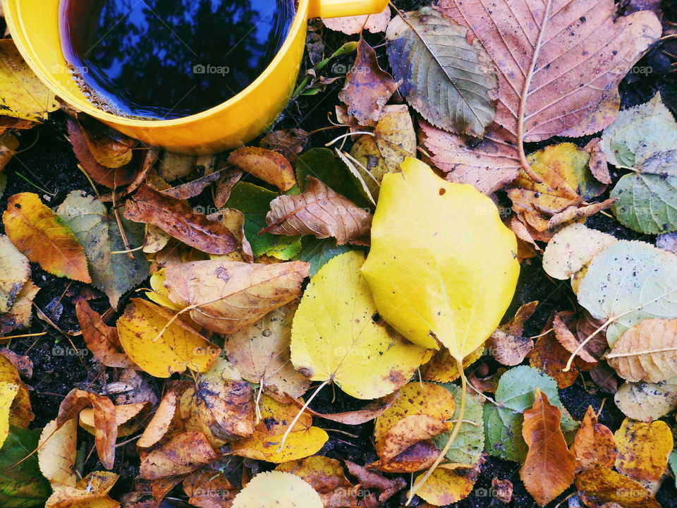 a cup of black tea on autumn leaves