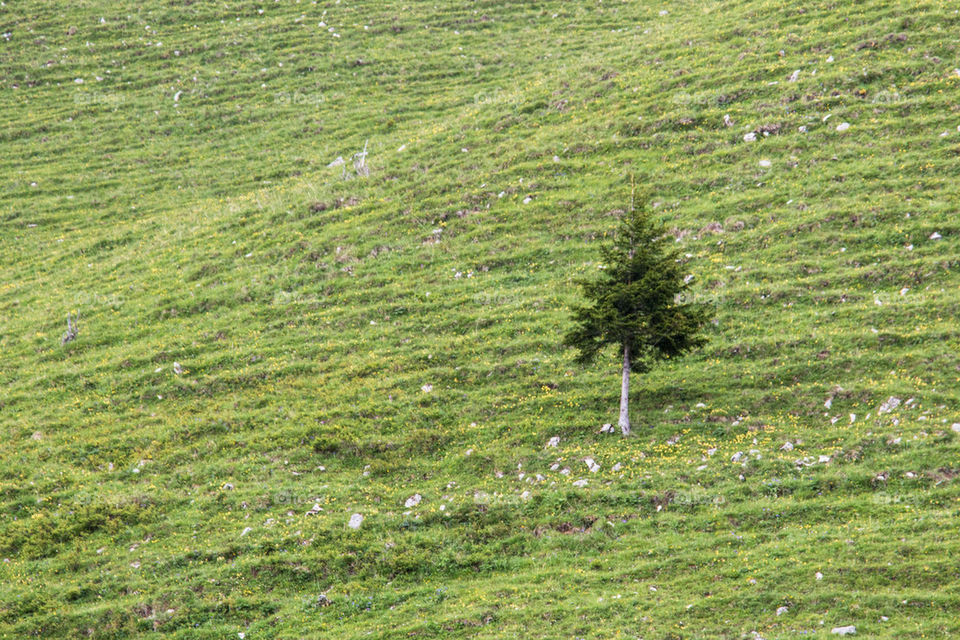 Small tree in the alps 