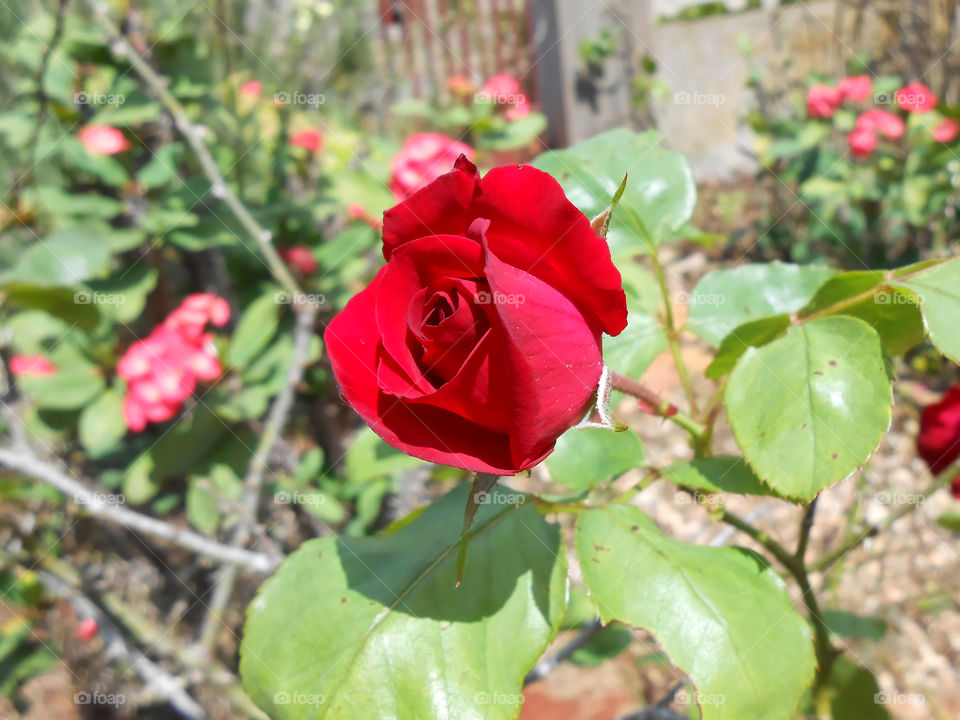 Vibrant Red Rose Bloom Opening
