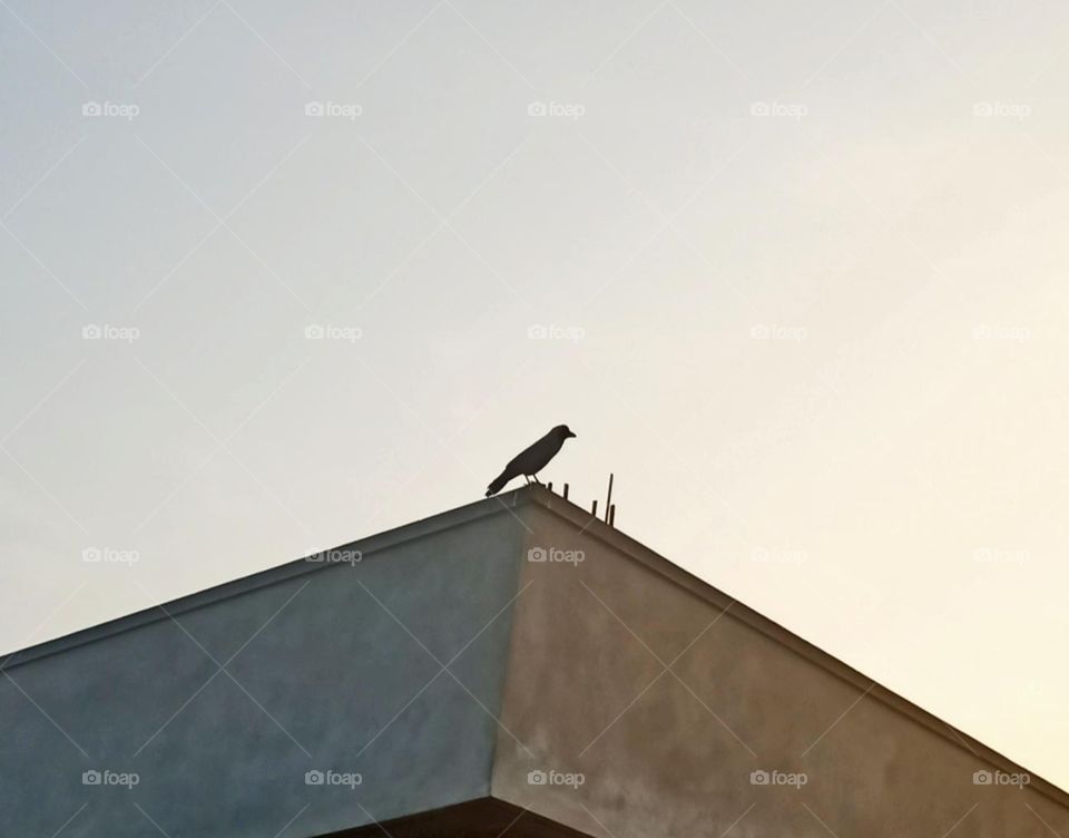 crow on building