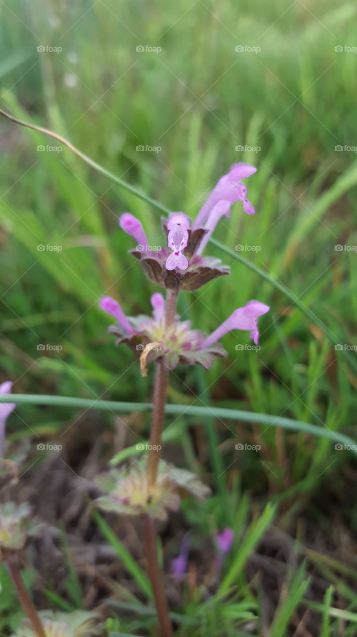 tiny purple spring flowers