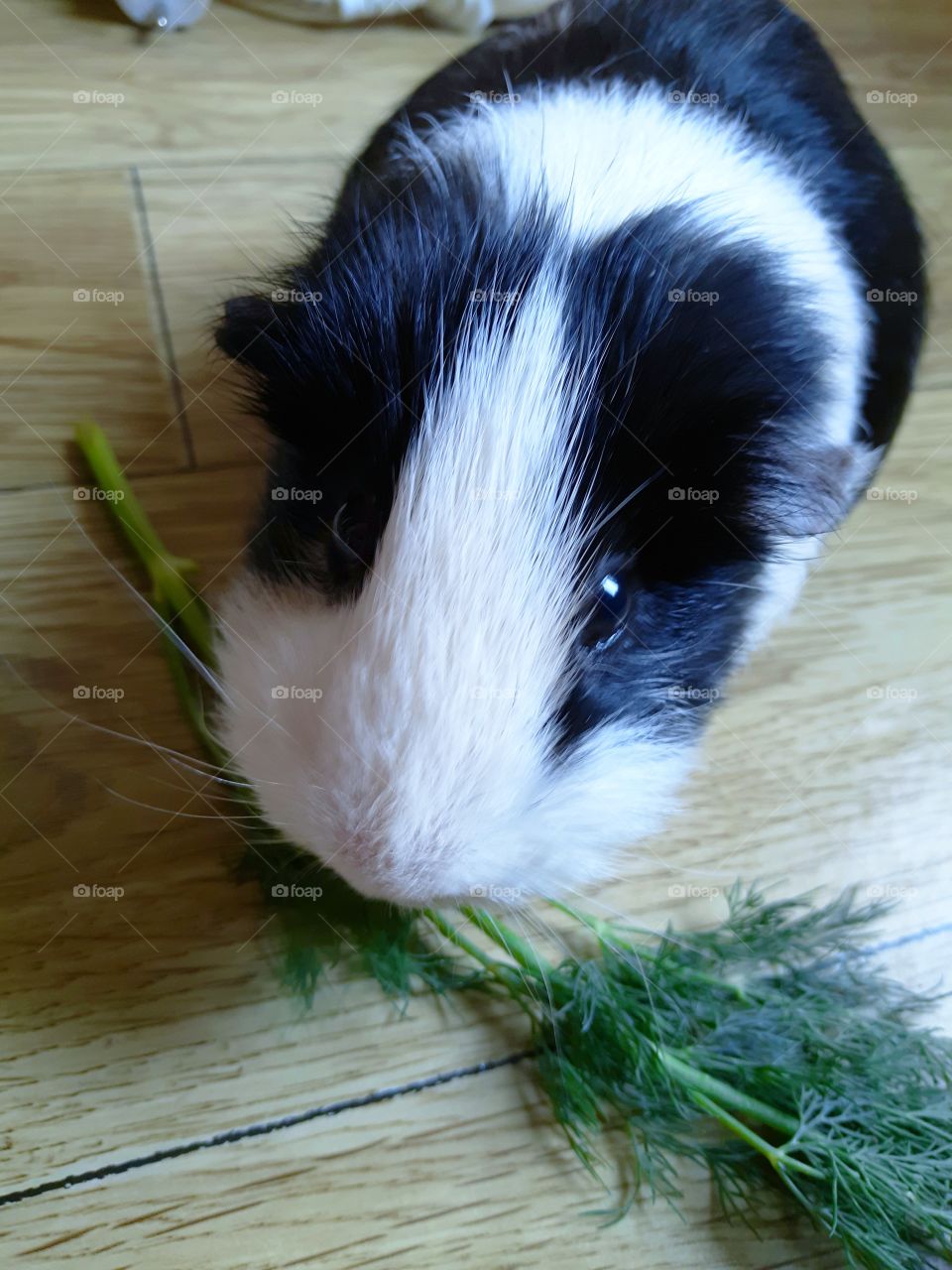 Guinea pig