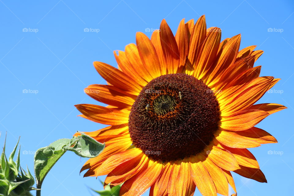 Happy Sunflower