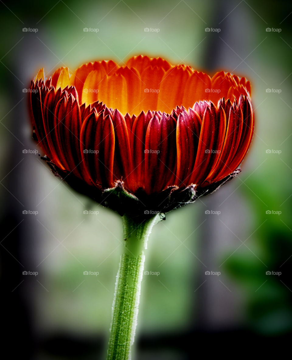 contrast is colour of life