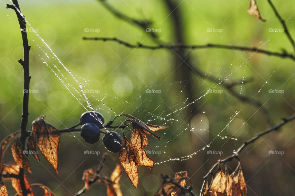 Autumn sign