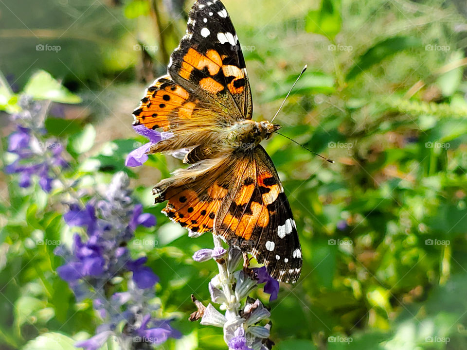 Colorful butterfly in flight with wings expanded