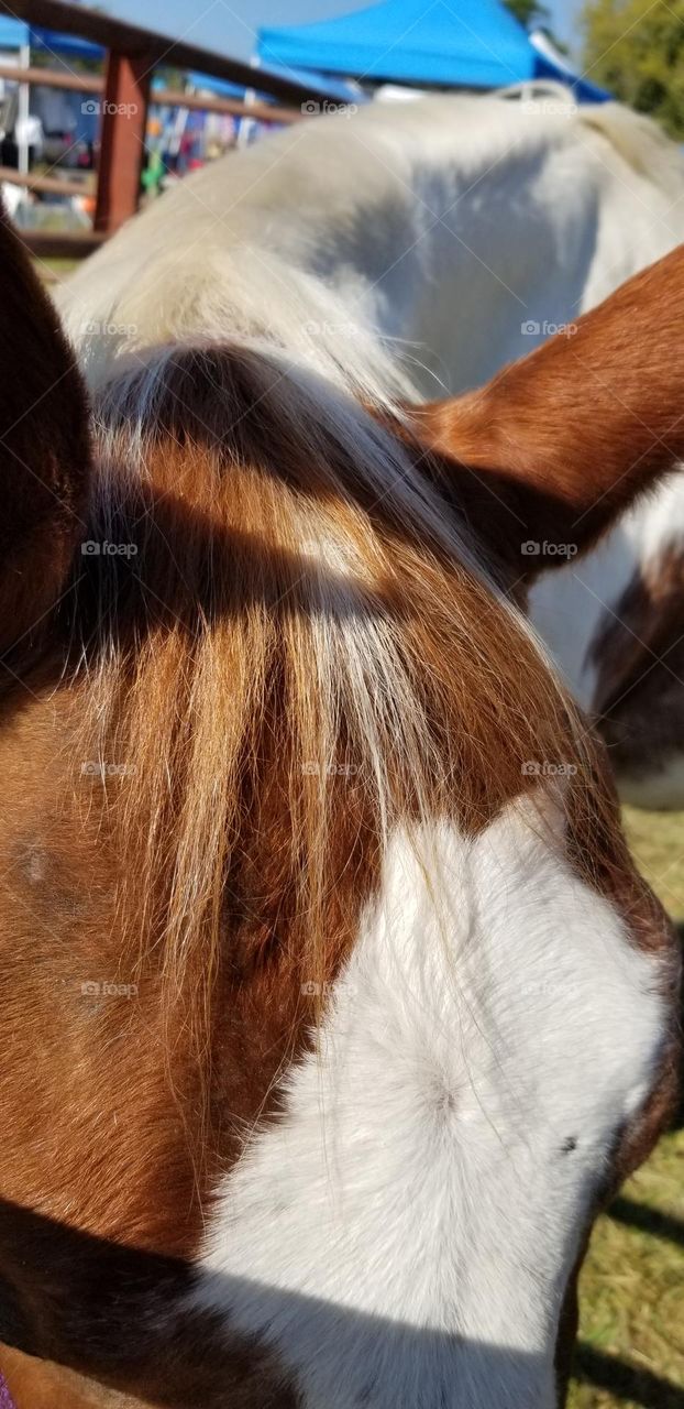 A Pretty Brown And White Horse