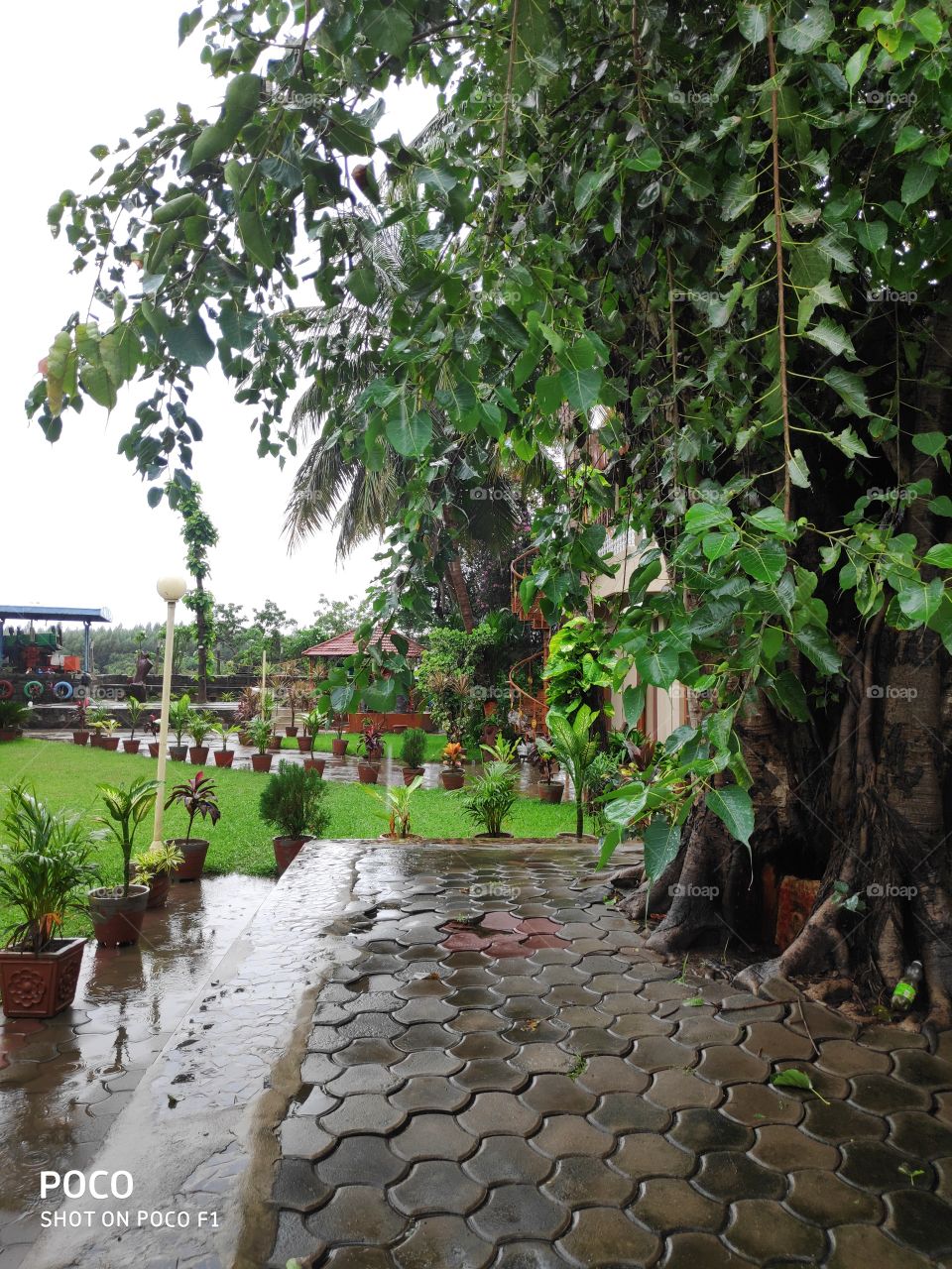 plants,grass and flower's