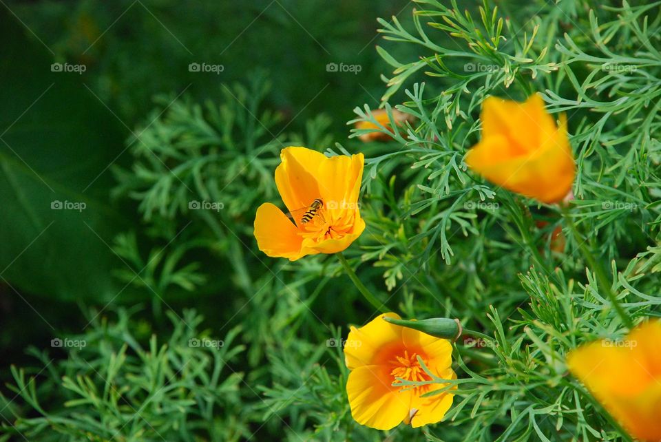 California poppy, Eschscholzia californica, against a green background 