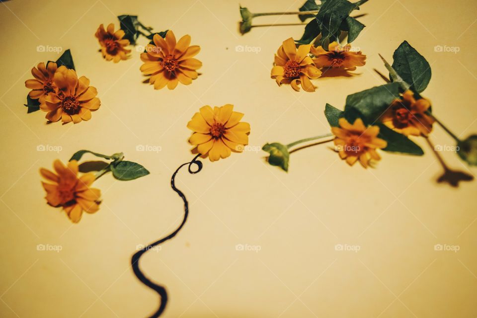 Yellow flowers on white background