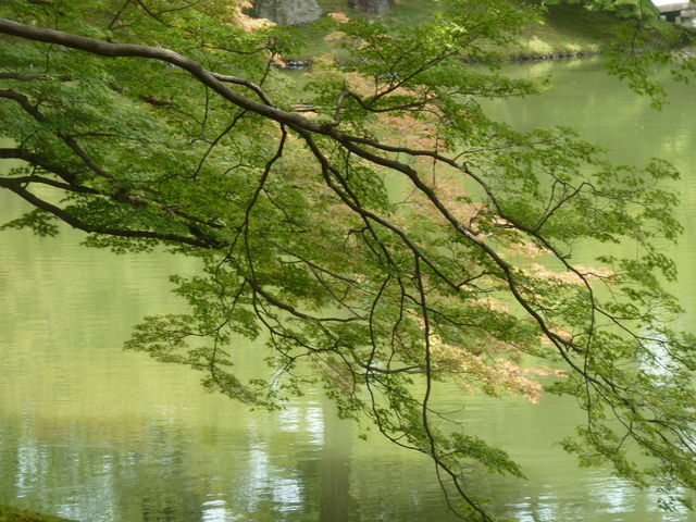 japanese garden