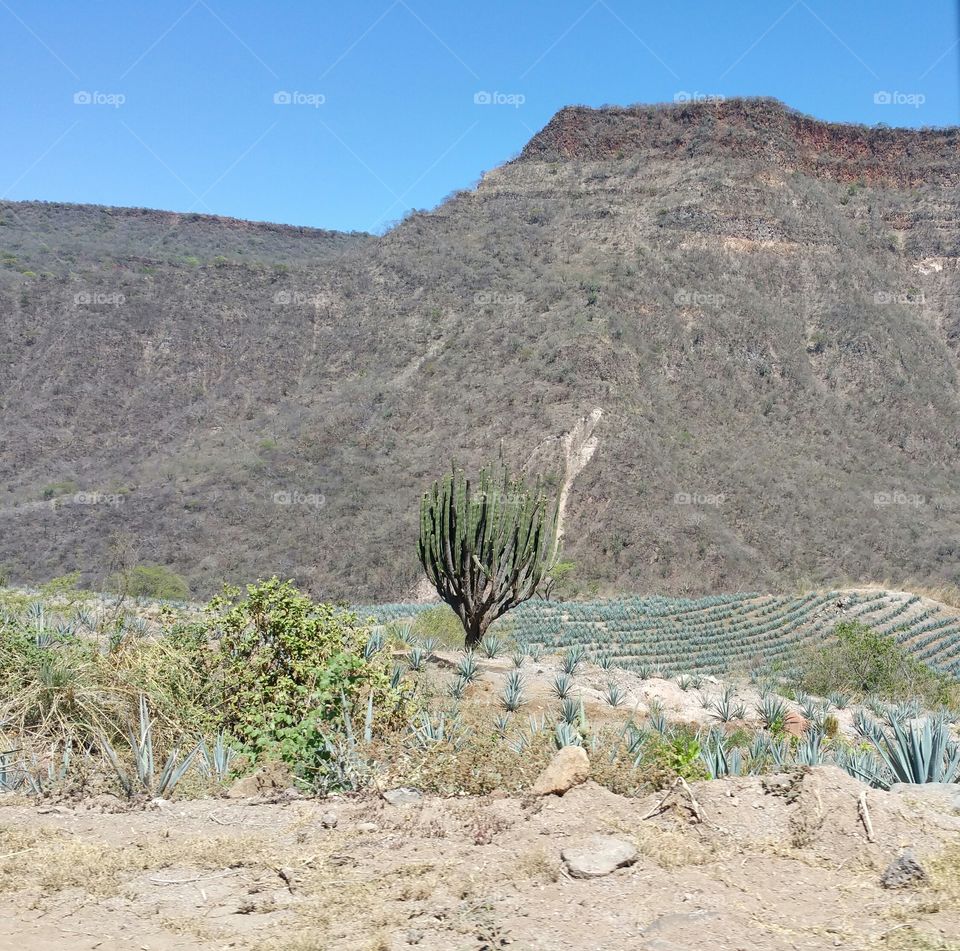 a place where they grow agave for the tequila