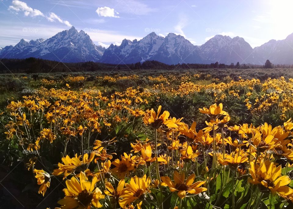 There is a reason why it is named Grand Teton. Everything is just grand there.