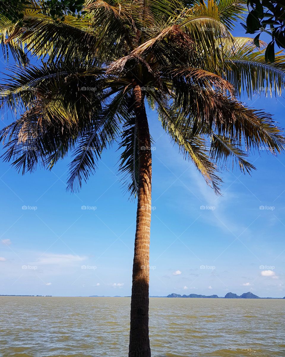 Coconut tree is near the lake