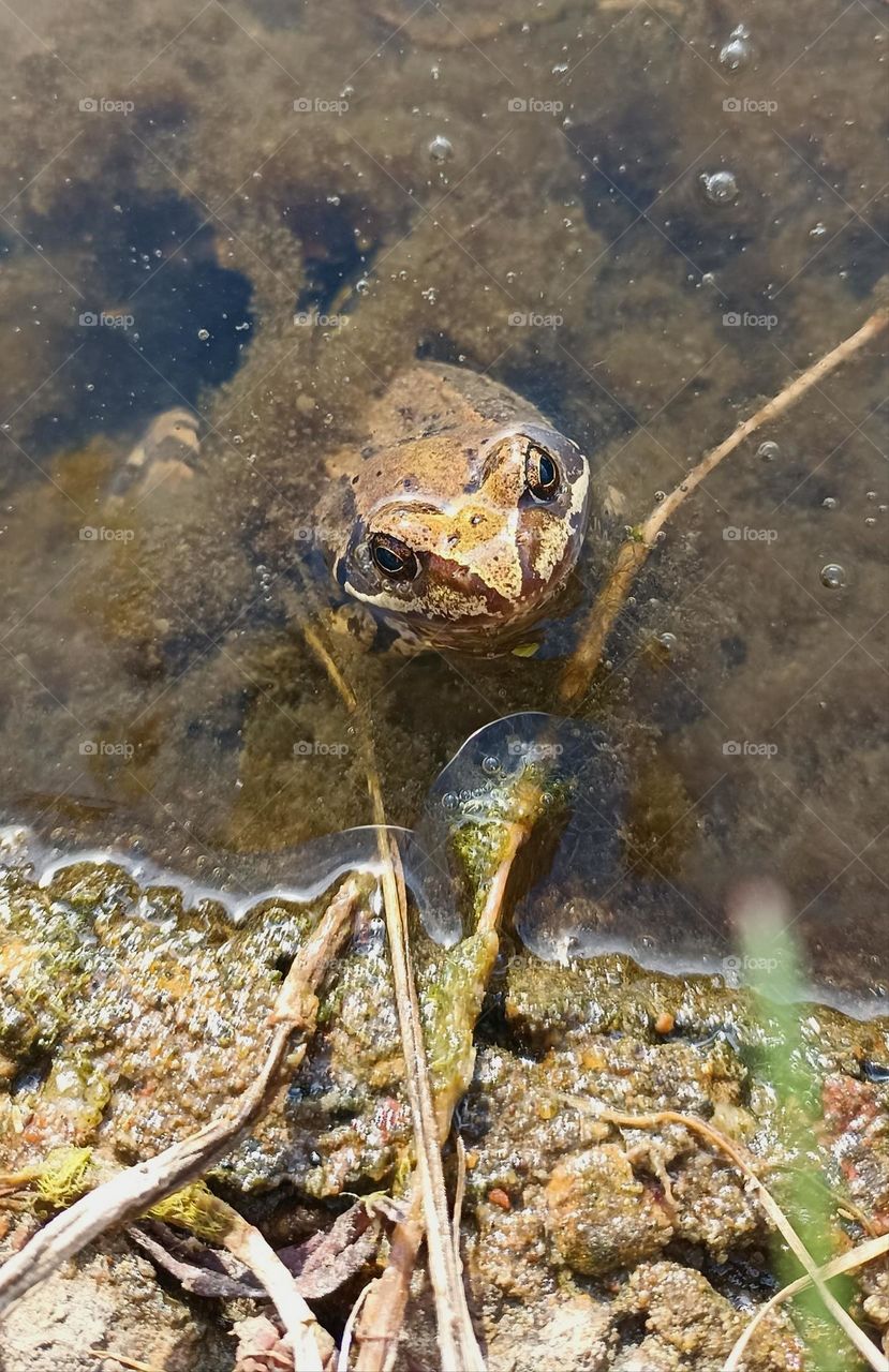 frog in water lake, mobile photography