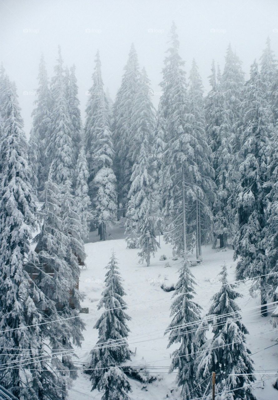 Tine-trees in snow