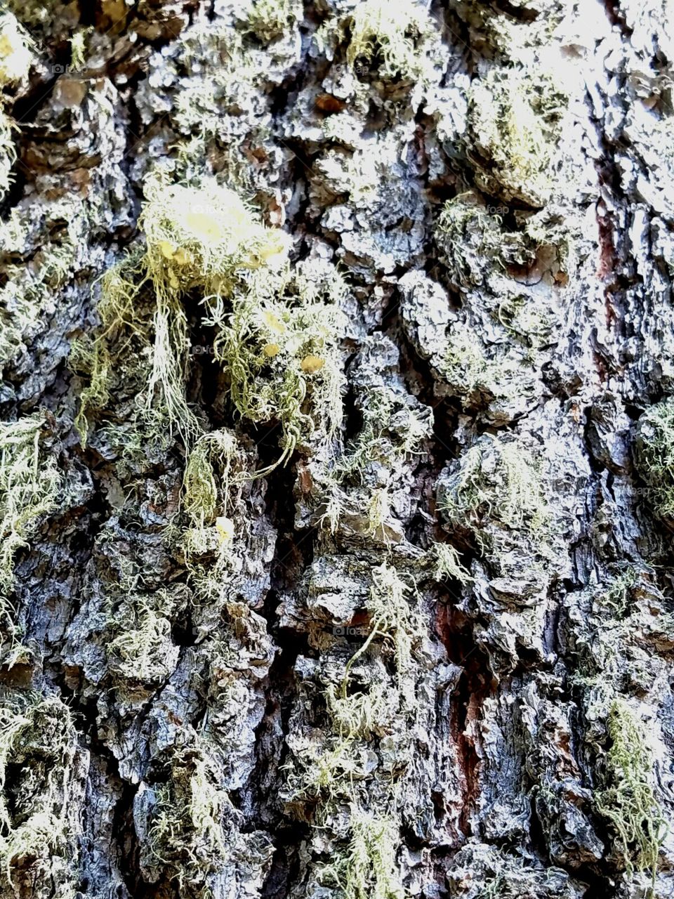A stationary tree gathers plenty of moss