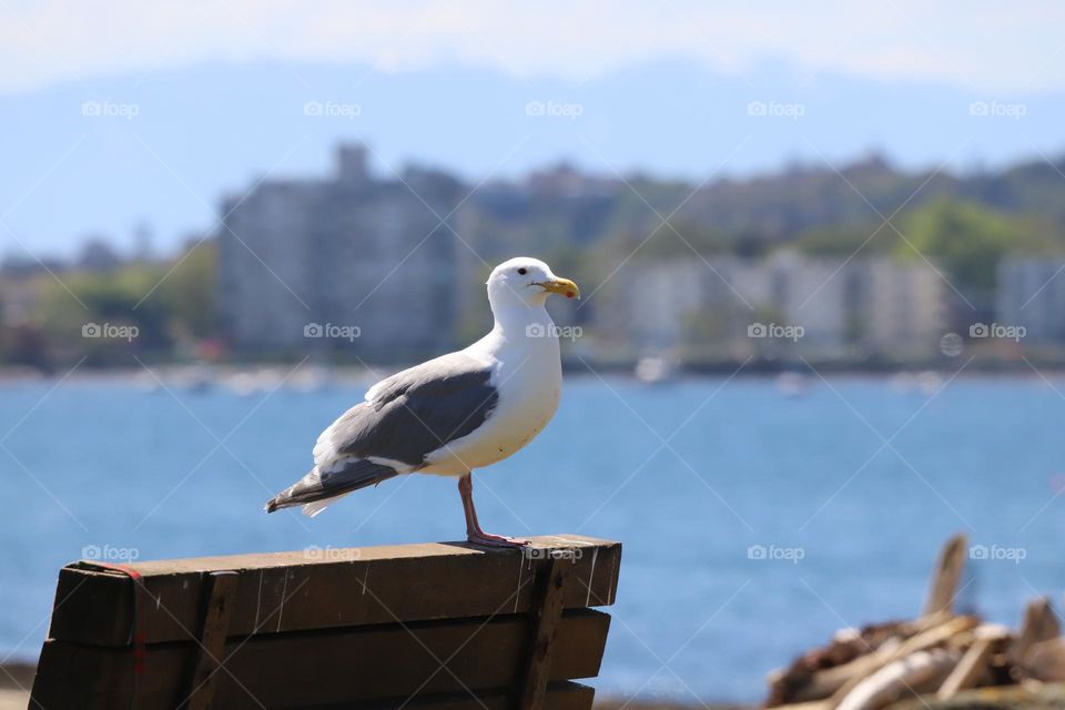 Seagull on a bench