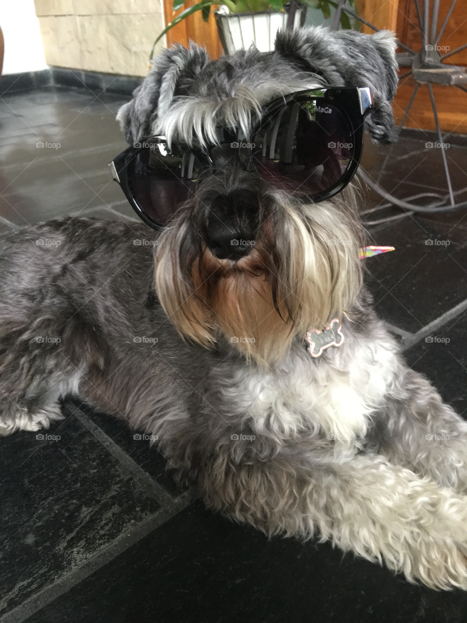 Dog with sunglasses 