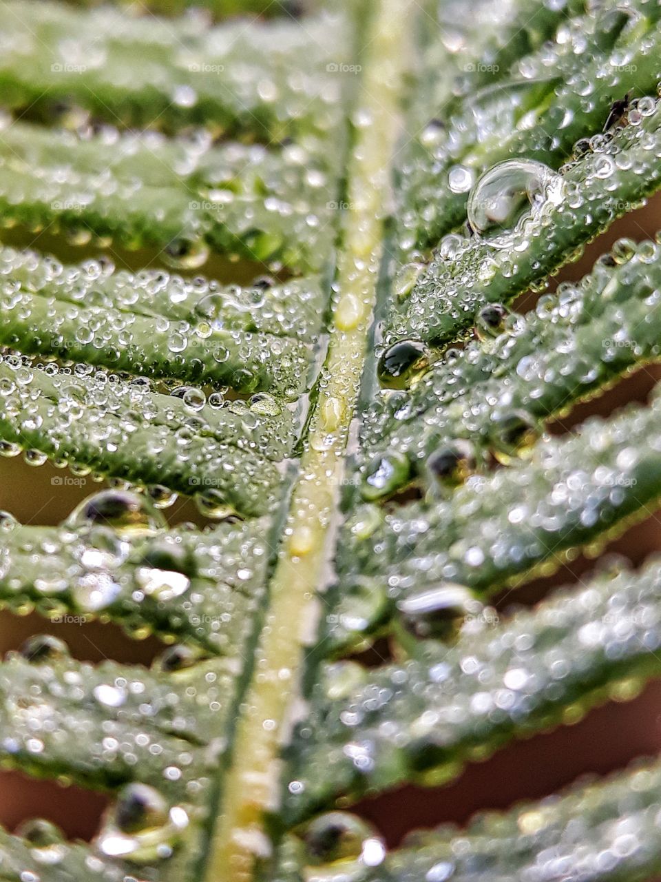 dew on fern leaf