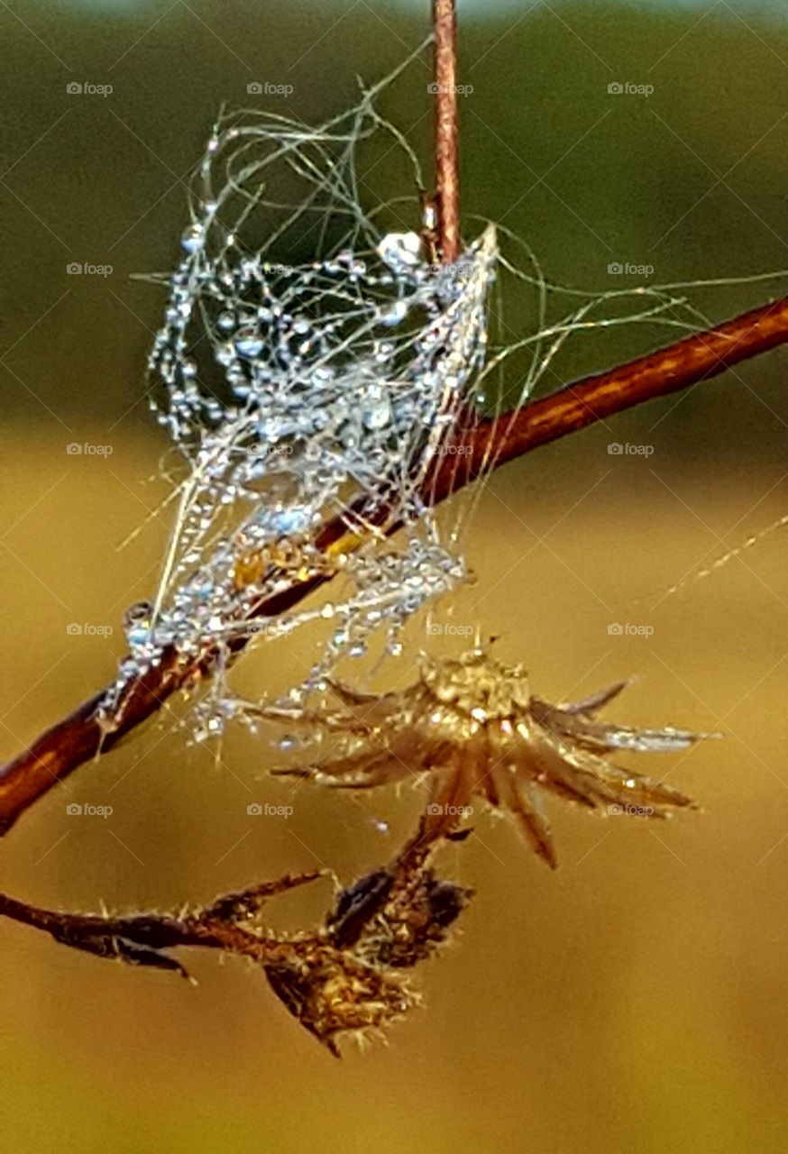 spider web with dew