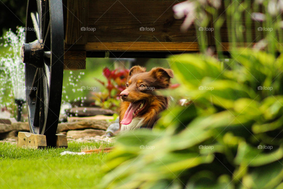 A happy Australian Shepherd rests under a bench in the country