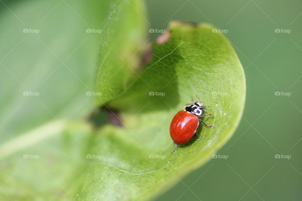 ladybug