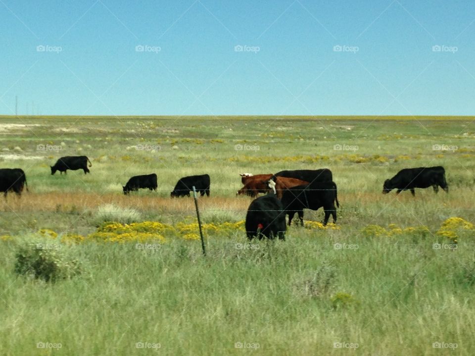 Cattle in a meadow