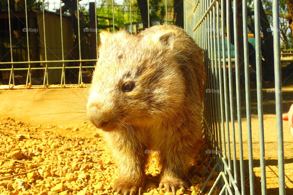 wombat australia