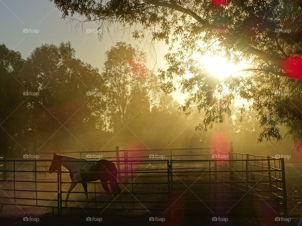 Beautiful horse in the sunrise