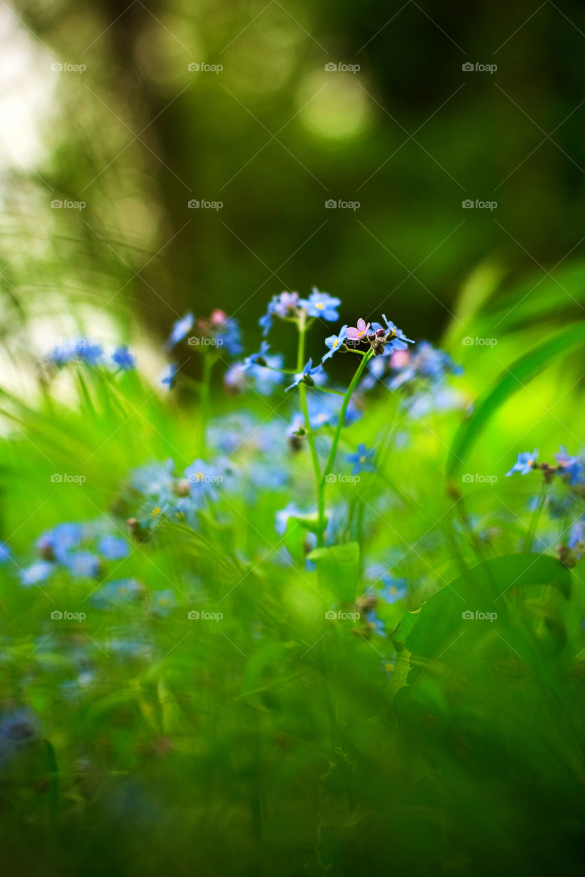 Forget-me-not flowers