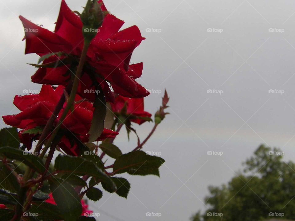 Rose & rainbow