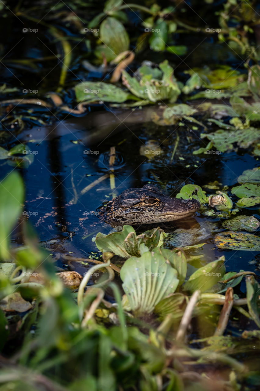 A baby alligator at Florida’s Circle B Bar Reserve 