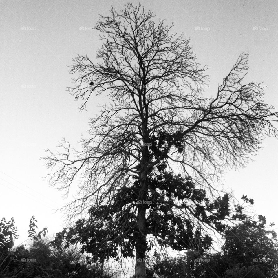 Black and white tree 