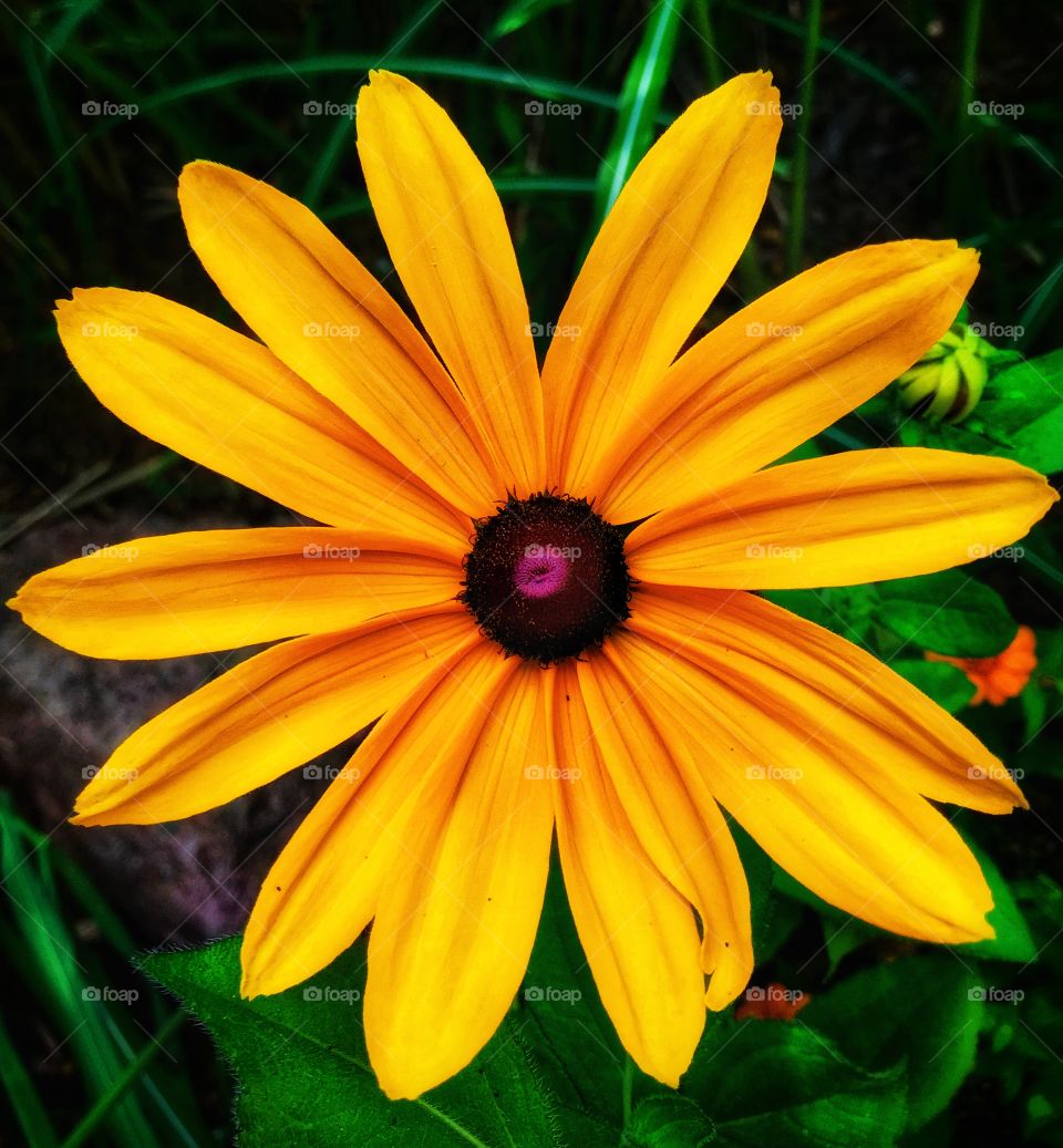 Beautiful yellow flower—taken in Grand Rapids, Michigan 