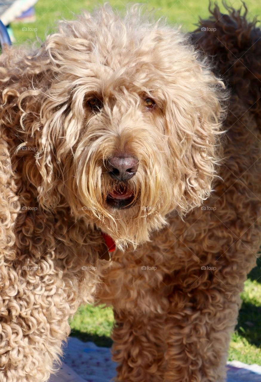 Labradoodle labeapoodle brown dog closeup outdoors 