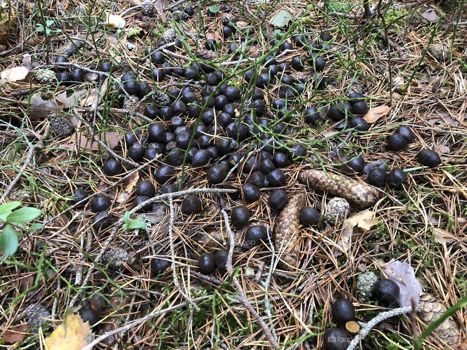 Fresh elk droppings