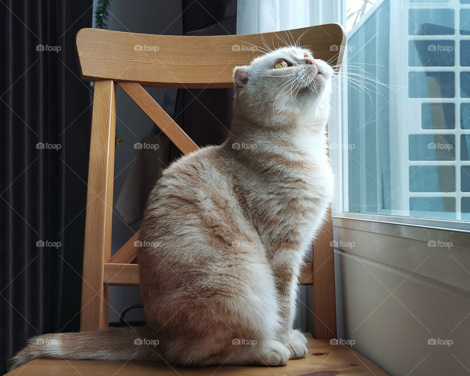 Beautiful Scottish fold cat looking out the window.